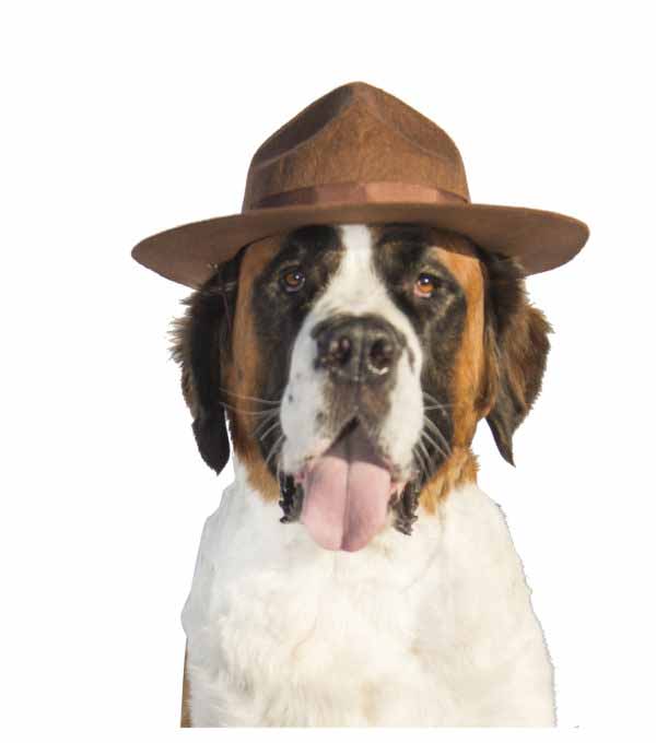 Dog Boot Camp (Certified) K9 + Dog Training LA, San Diego, Perris CA